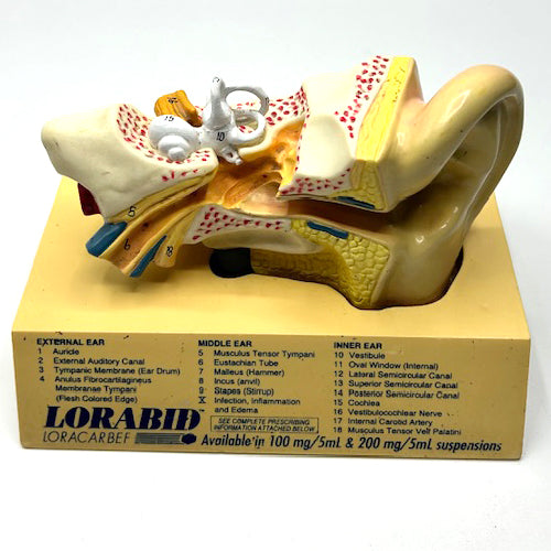 EAR MODEL SM ON STAND