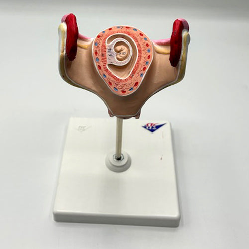 BABY MODEL ON STAND