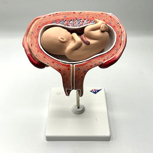 BABY MODEL ON STAND5