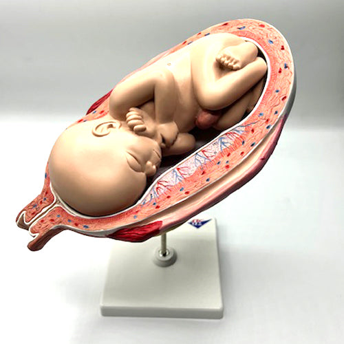 BABY MODEL ON STAND6