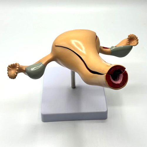 ANATOMICAL UTERUS MODEL ON STAND