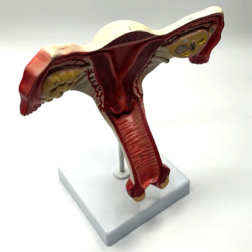 ANATOMICAL UTERUS MODEL ON STAND3