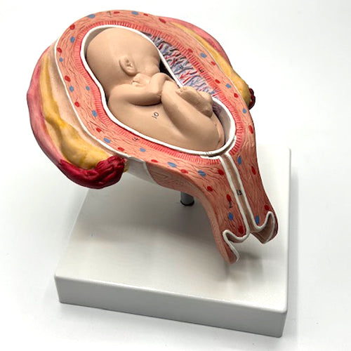 BABY MODEL ON STAND7
