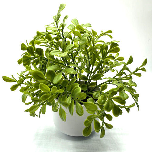 PLANT, EUCALYPTUS, Small white pot