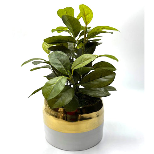 PLANT, TABLE TOP White/Gold Ceramic Pot