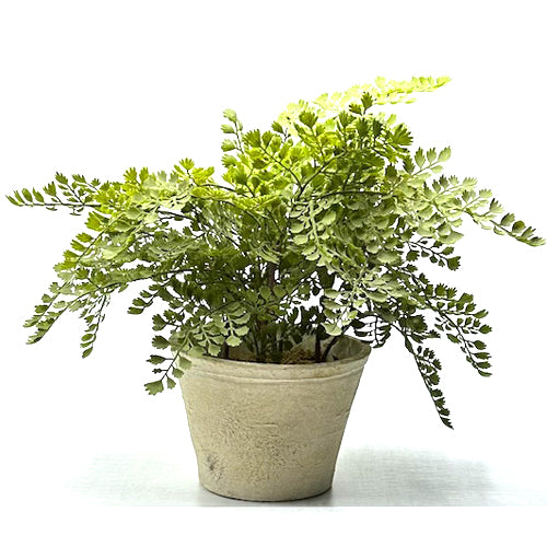 FERN, PLANT, Table top, Clay pot