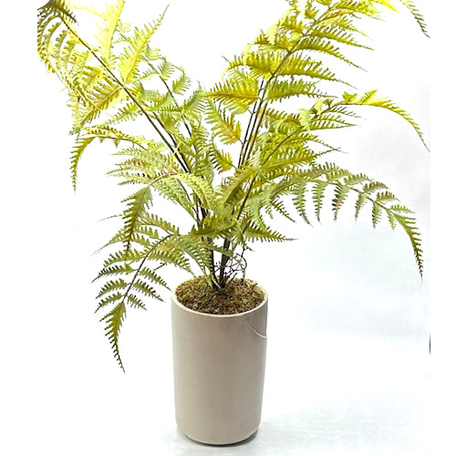 PLANT, Table Top, Ceramic Cylinder Base