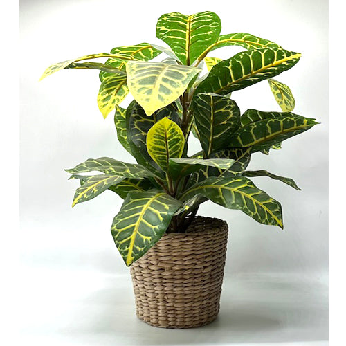 PLANT, Table Top, Large Wicker Basket
