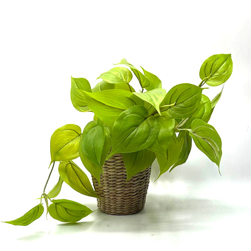PLANT, TABLE TOP in small wicker basket