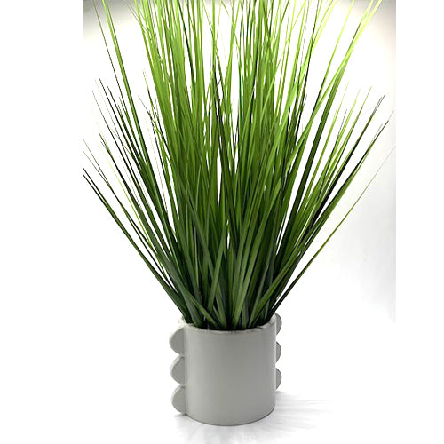 Plant, Table Top, White Ceramic Base