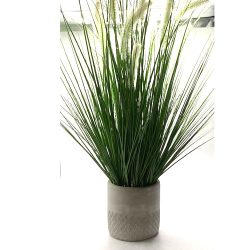 Plant, Cat Tail, concrete pot