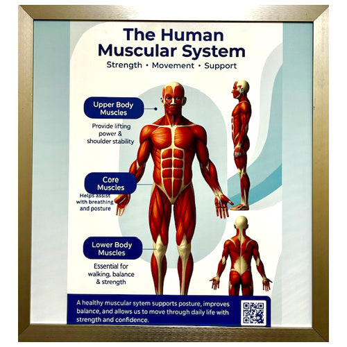 FRAMED POSTER -THE HUMAN MUSCULAR SYSTEM - CLEARED ART