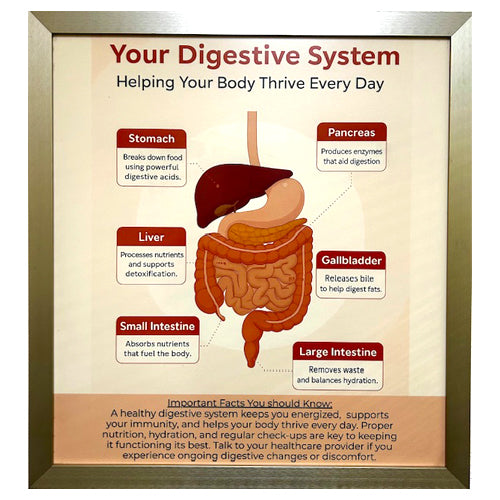 FRAMED POSTER -DIGESTIVE SYSTEM - CLEARED ART