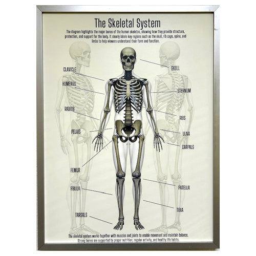 FRAMED POSTER -THE SKELETAL SYSTEM - CLEARED ART
