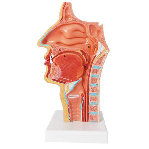 NOSE CAVITY MODEL ON STAND