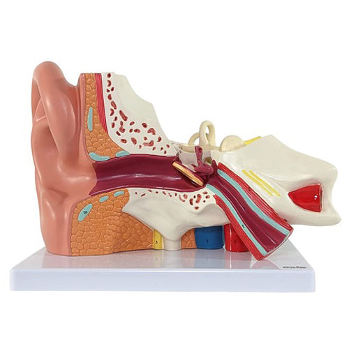 EAR MODEL, LG. ON STAND