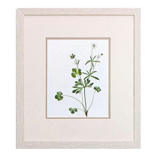 Botanical II