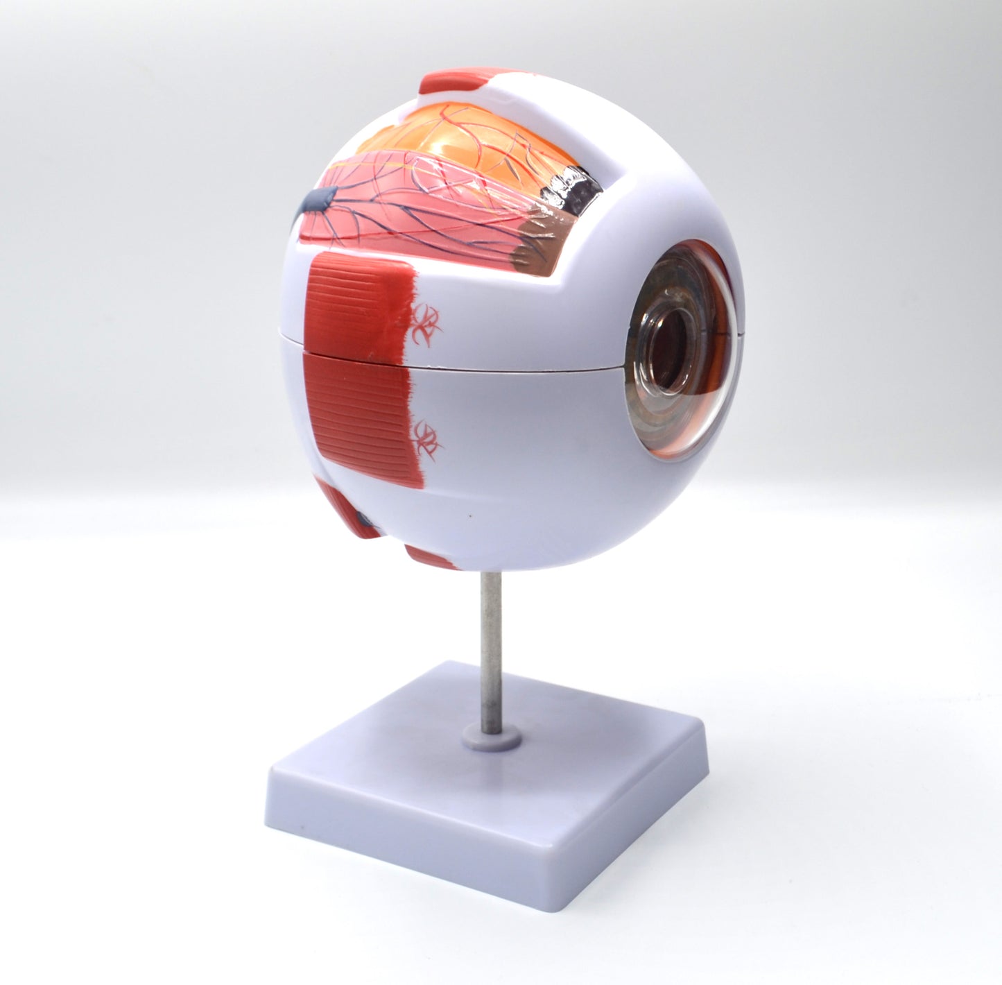 ANATOMICAL EYE MODEL ON STAND