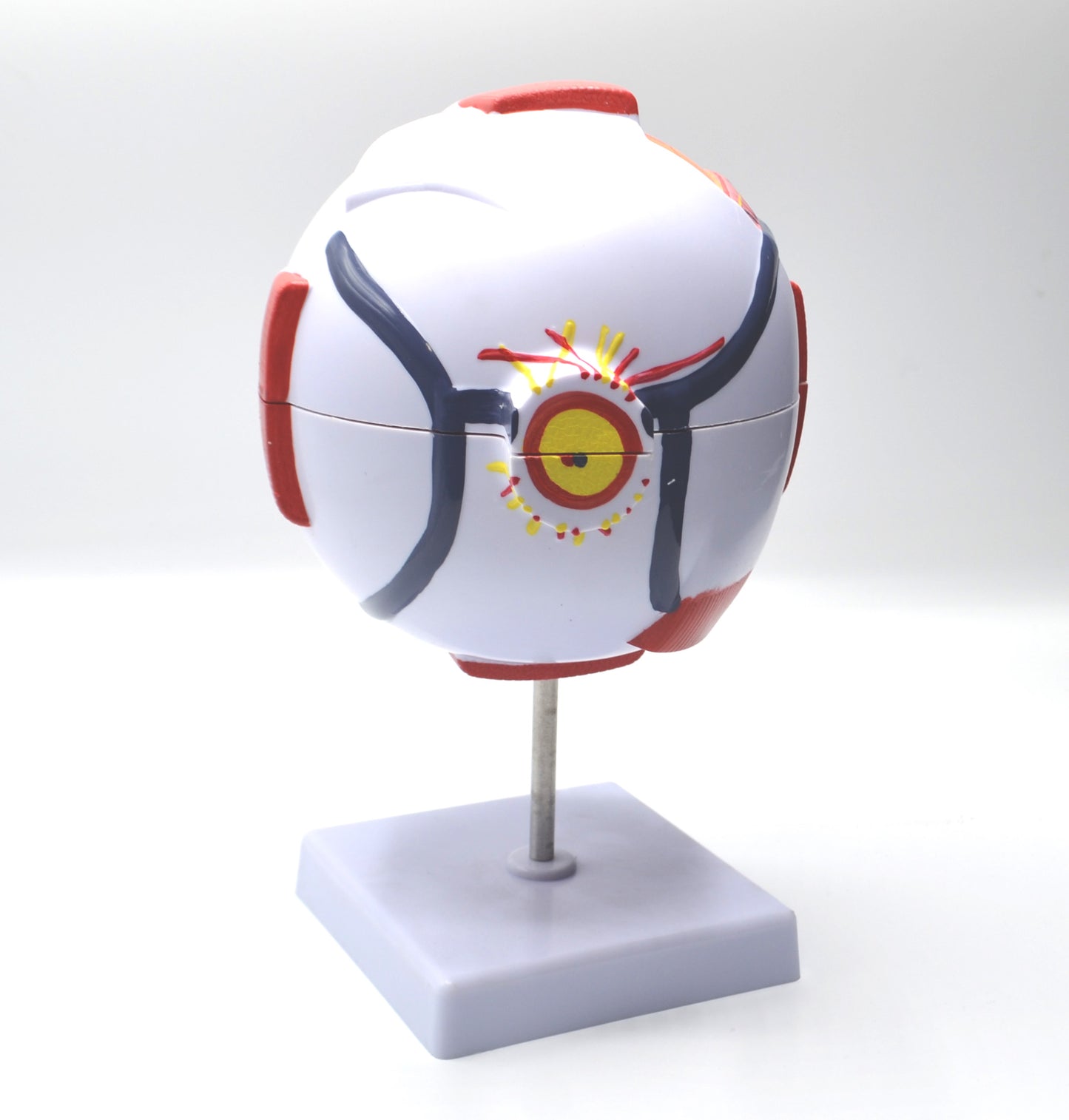 ANATOMICAL EYE MODEL ON STAND