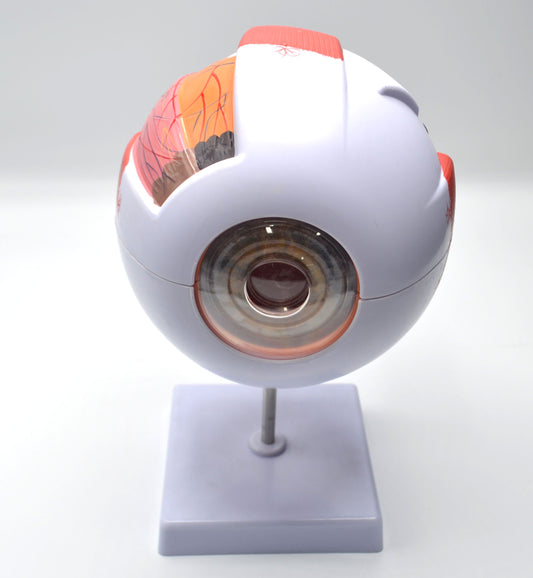 ANATOMICAL EYE MODEL ON STAND