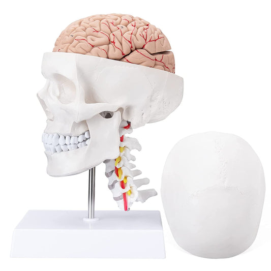 ANATOMICAL SKULL MODEL ON STAND