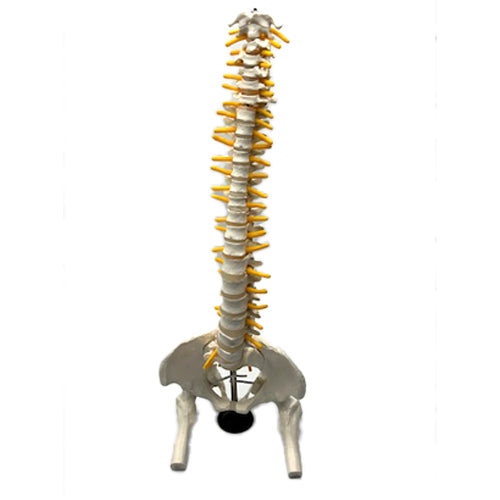 SPINE MODEL ON STAND