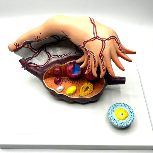 PANCREAS MODEL ON STAND