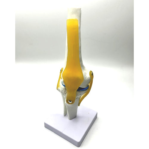 KNEE JOINT MODEL ON STAND