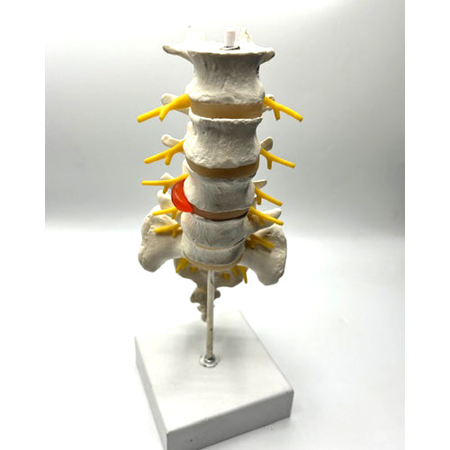 LUMBAR SPINE MODEL ON STAND