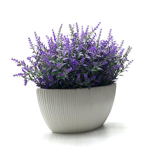 Plant, Lavender, White base