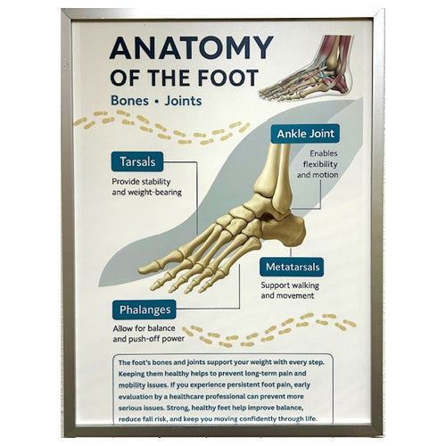 FRAMED POSTER -ANATOMY OF THE FOOT - CLEARED ART