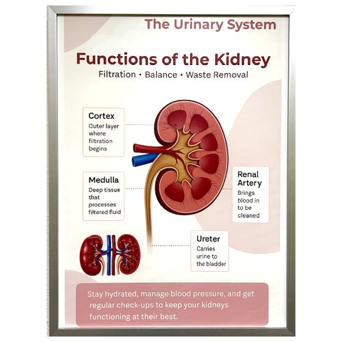 FRAMED POSTER -FUNCTIONS OF KIDNEY - CLEARED ART