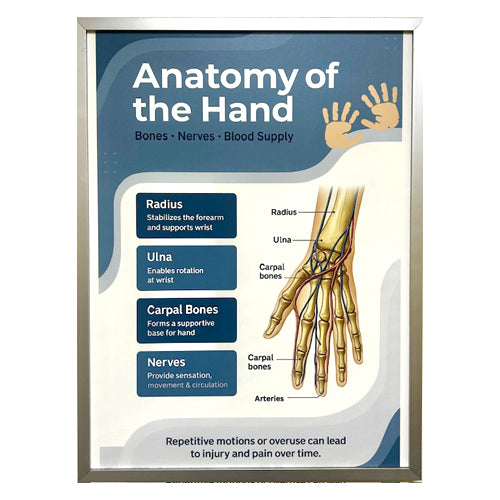 FRAMED POSTER -ANATOMY OF HAND - CLEARED ART