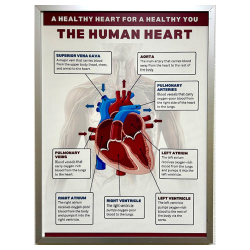 FRAMED POSTER -THE HUMAN HEART - CLEARED ART