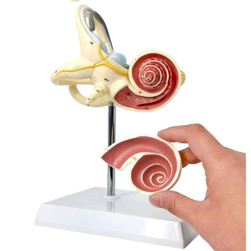 INNER EAR MODEL ON STAND – Heritage Props LA