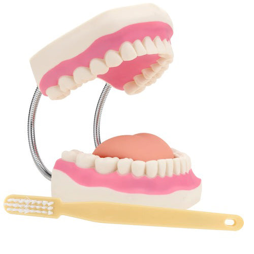 DENTAL DEMONSTRATING TEETH MODEL