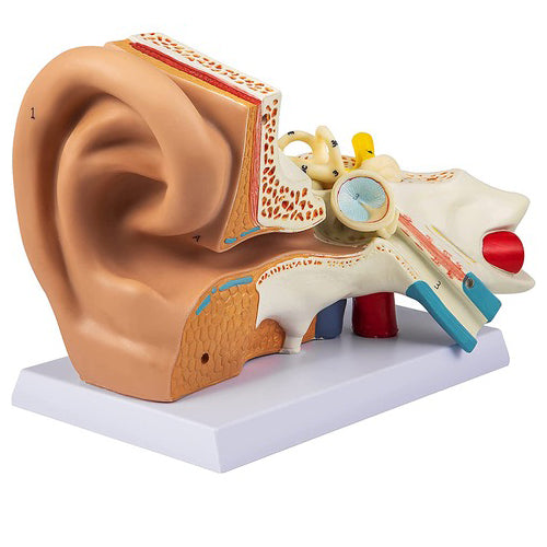EAR MODEL ON STAND