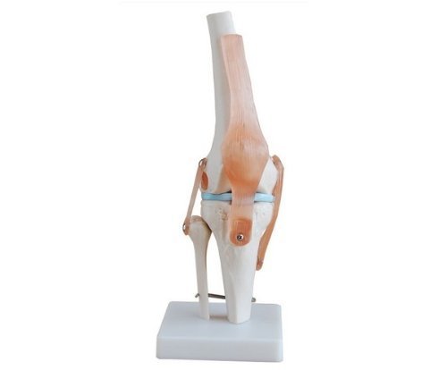 ANATOMICAL KNEE MODEL ON STAND