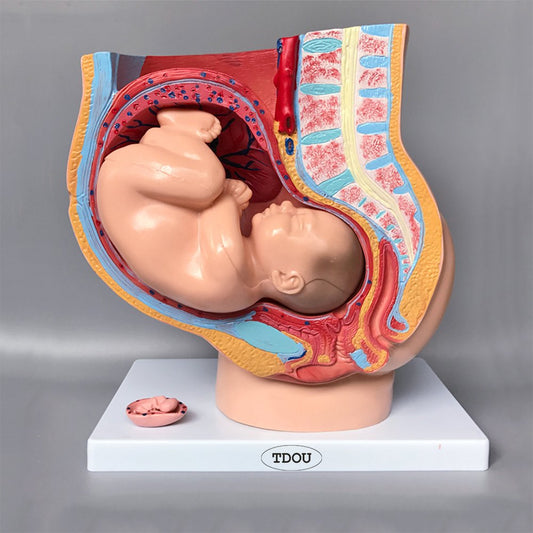 PELVIC SECTION PREGNANCY MODEL