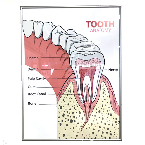 ANATOMY OF THE TOOTH POSTER